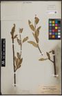 Foto von Salix blumhardtiana  Schimp. ex Hochst.